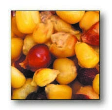 Futterpartikel Corn Mix, 1 kg