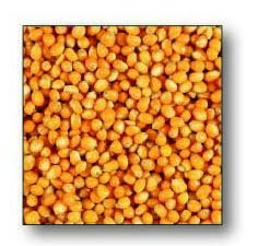 Futterpartikel Mirco Corn 250g